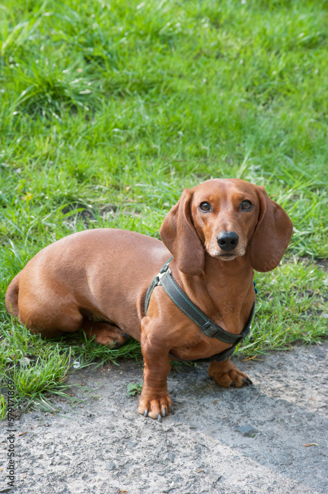 A young dachshund dog sits and looks at the viewer