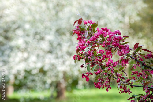 a branch of the Nedzvetskyi apple tree on a background of white flowers close...