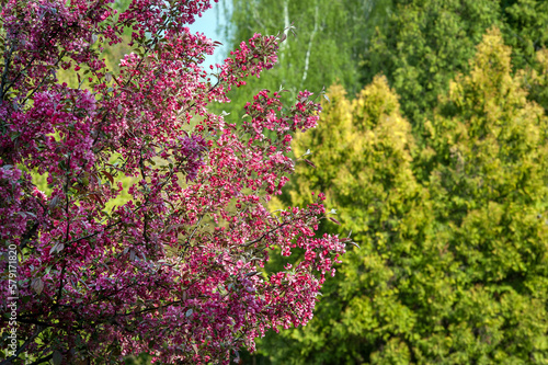 Decorative malus apple flowering in spring, bloom and leaves on branches