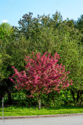 Decorative malus apple plant flowering in spring, red bright purple-pink flow...