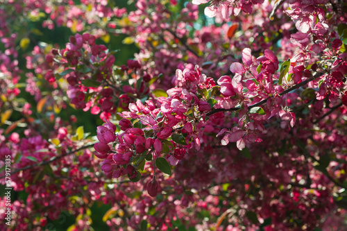 Ornamental cultivated malus apple tree plant flowering during springtime, toringo scarlet bright purple leaves and pink flowers in bloom