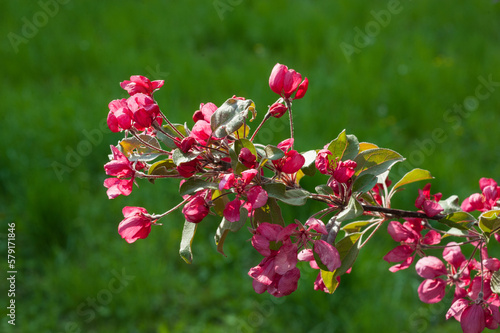 a close-up blossom of the Nedzvetskyi apple tree on a background of grass