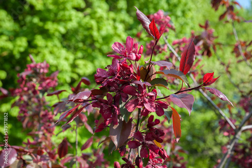 Malus apple plant blooming in spring, bright purple-pink leaves on branches
