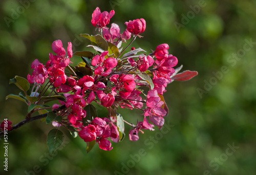 Decorative malus apple plant flowering in spring, close up of red bright purp...