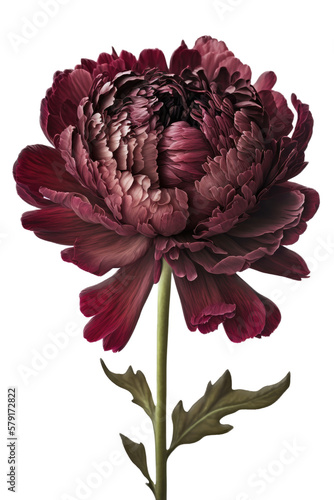 isolated deep maroon, red, purple peony flower, spring, decorative floral illustration, transparent background, png, horizontal, vertical, springtime, floral, generative ai