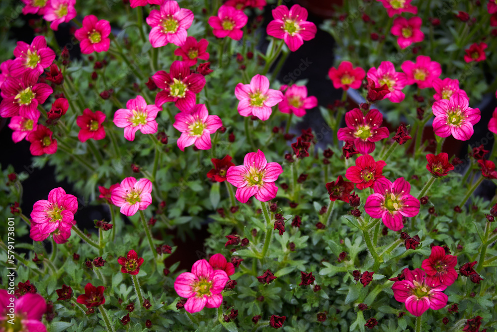 Saxifraga small pink flowers, Saxifraga arendsii. Saxifragaceae family perennial flowering plant Saxifraga small pink flowers, Saxifraga arendsii. Saxifragaceae family perennial flowering plant