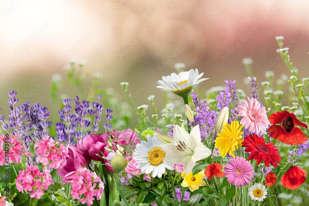 Bright beautiful frash flowers on nature background
