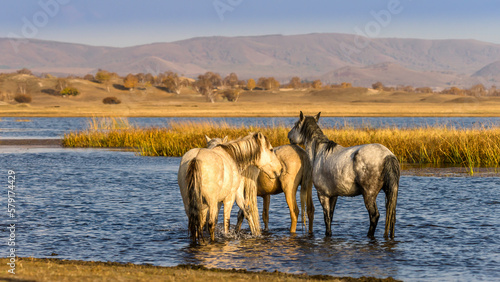 Canvas Print Horses Running in Shallow Water at Sunset