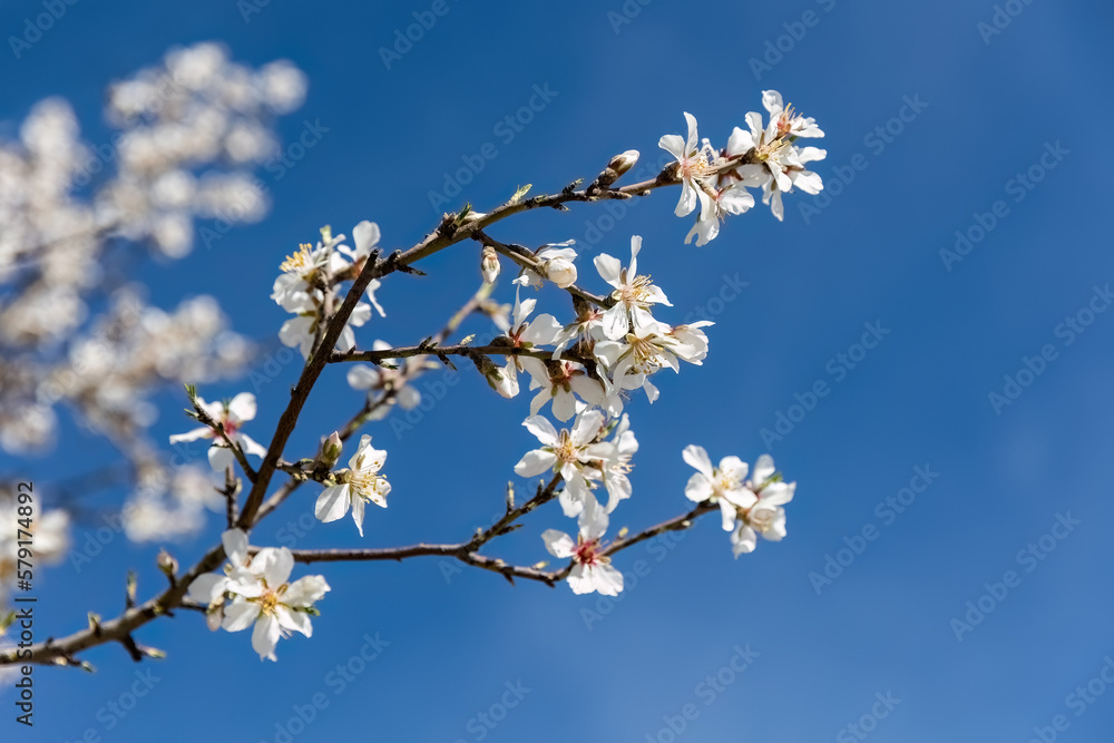 Almond Blossoms early spring white flowers with a blue sky background. Concept for Spring. Almond Blossoms early spring white flowers with a blue sky background. Concept for Spring.