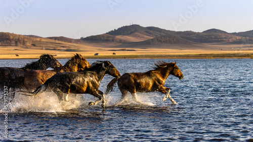 Horses Running in Shallow Water at Sunset