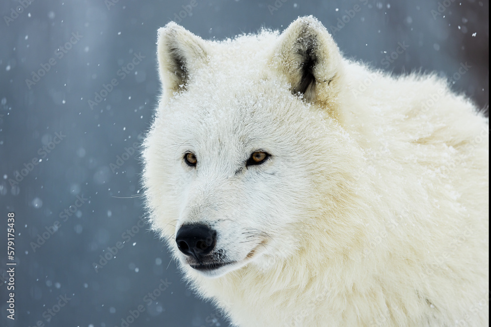 Arctic wolf (Canis lupus arctos) portrait in snowfall