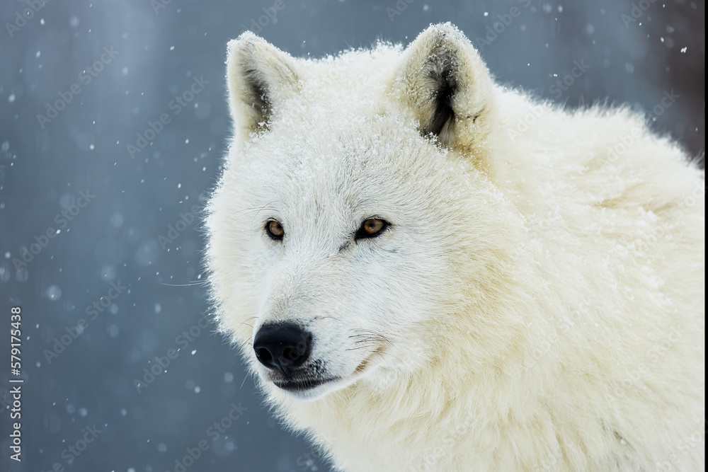 Fototapeta premium Arctic wolf (Canis lupus arctos) portrait in snowfall