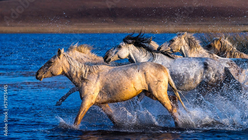 Horses Running in Shallow Water at Sunset