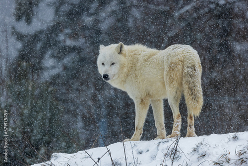 Arctic wolf  Canis lupus arctos  snow is falling