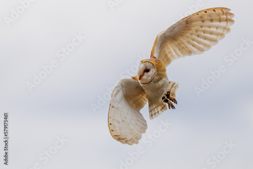 barn owl (Tyto alba) in flying © michal