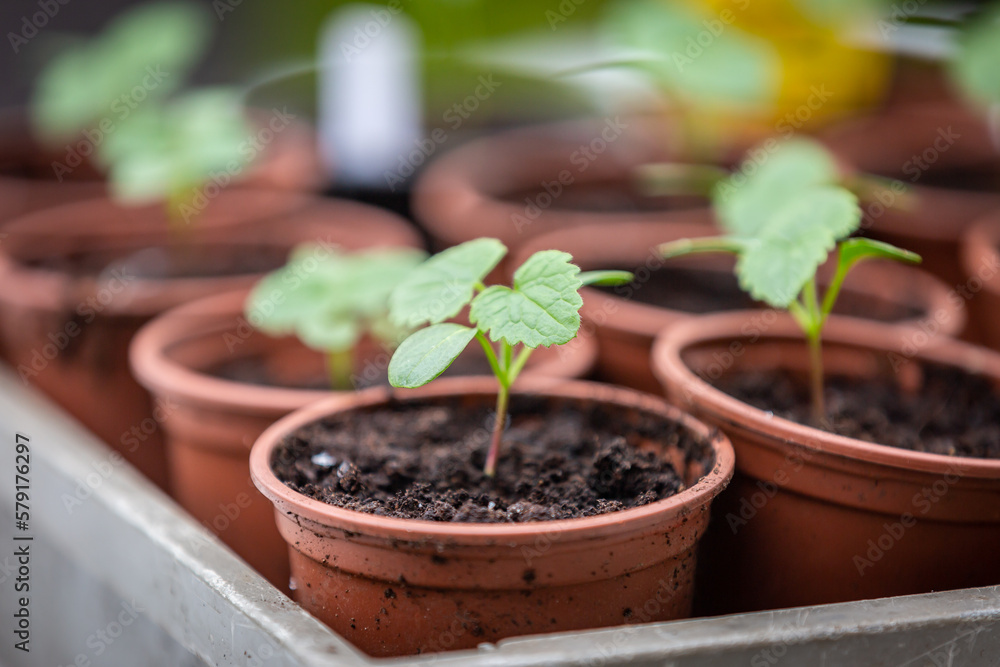 A close up of young seedlings in pots, with a shallow depth of field