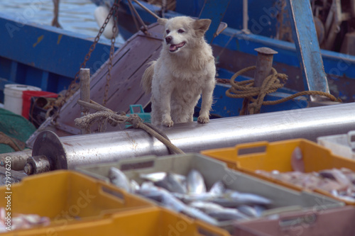Un cane attento mentre fa da guardia al pesce pescato su un peschereccio. Sud Italia photo