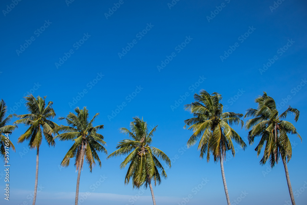 coconut trees lined up againts blue sky and green field at roadside in thailand coconut trees lined up againts blue sky and green field at roadside in thailand