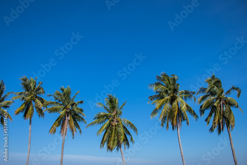 coconut trees lined up againts blue sky and green field at roadside in thailand © amfroey01