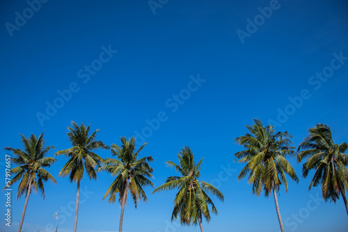 coconut trees lined up againts blue sky and green field at roadside in thailand