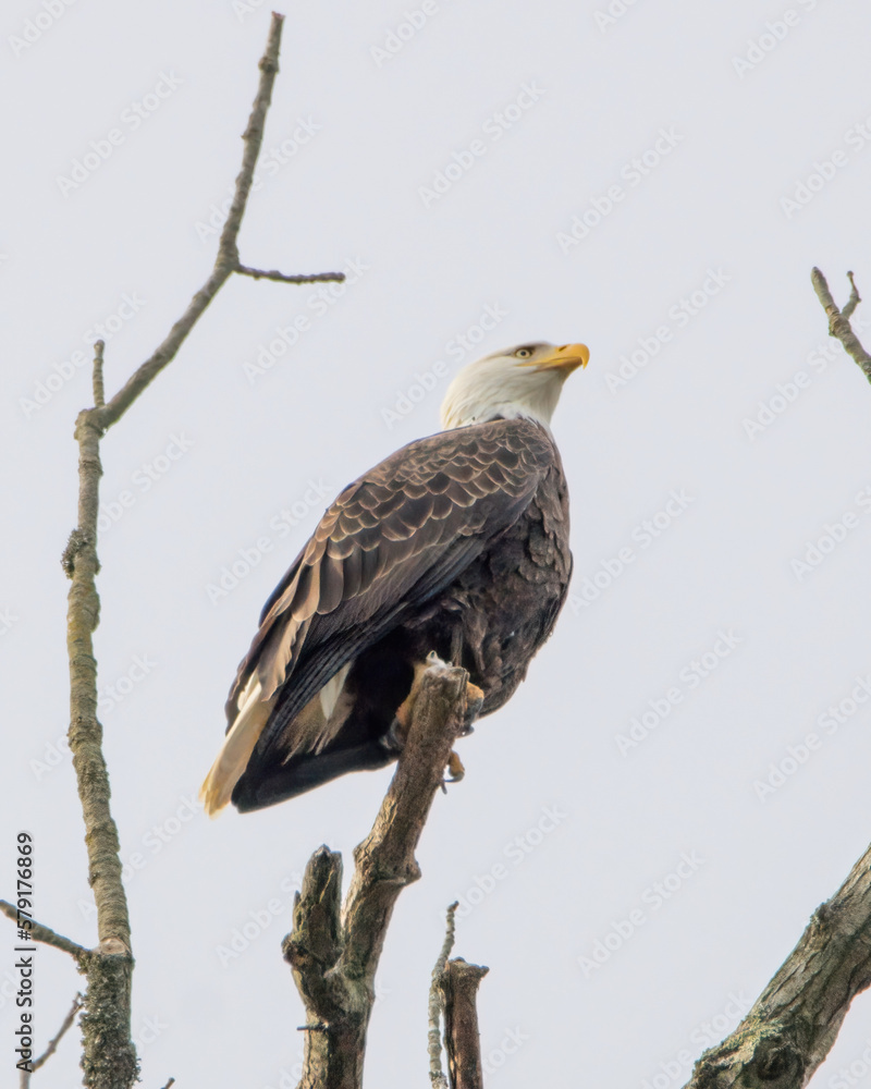 eagle eagle