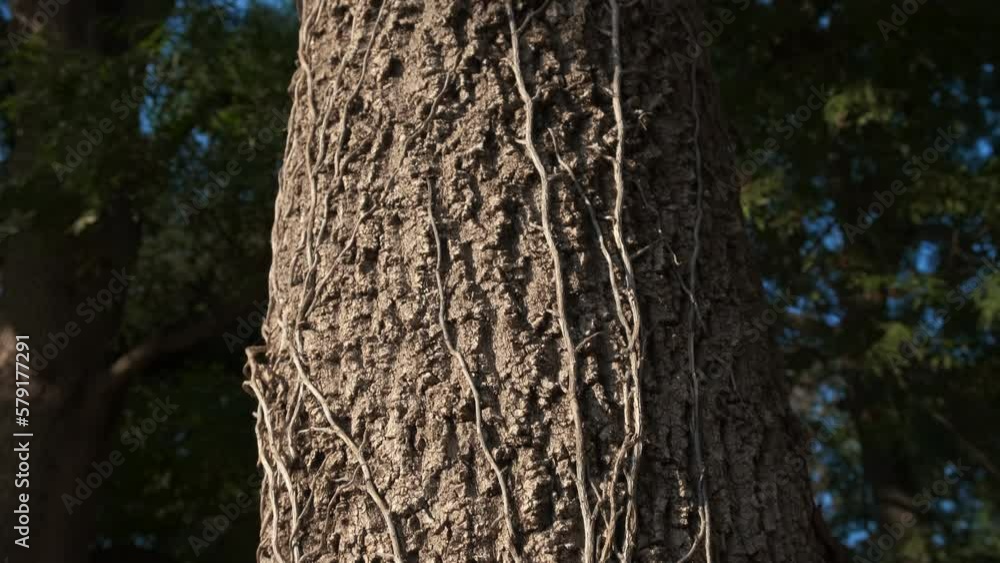 Touching and stroking bark of tree. A gentle girl hands touching and stroking along the tree old bark in the sunny forest in summer. Touching and stroking bark of tree. A gentle girl hands touching and stroking along the tree old bark in the sunny forest in summer.