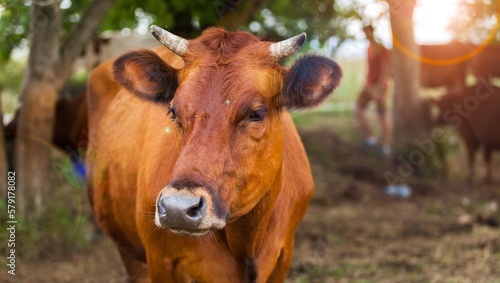 Cute domestic Cow standing on background