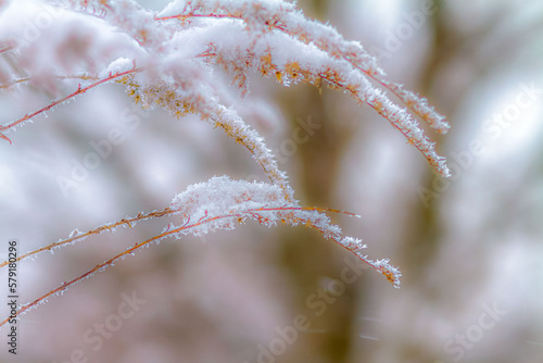 polna roślina przykryta śniegiem © Katarzyna