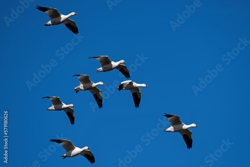 Snow geese flying in formation in the late afternoon sun during spring migration at Middle Creek Wildlife Management Area. They are a species of goose native to North America.