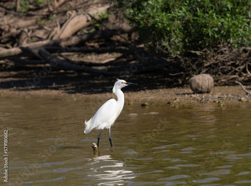 Adult Snowy Egret Wading in a Pond and Photographed in Profile © tloventures