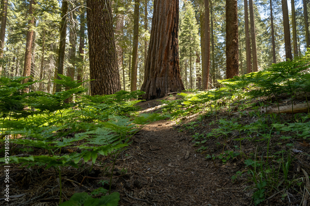 Fototapeta premium Low Angle of Ferns At The Base of Sequoia Tree