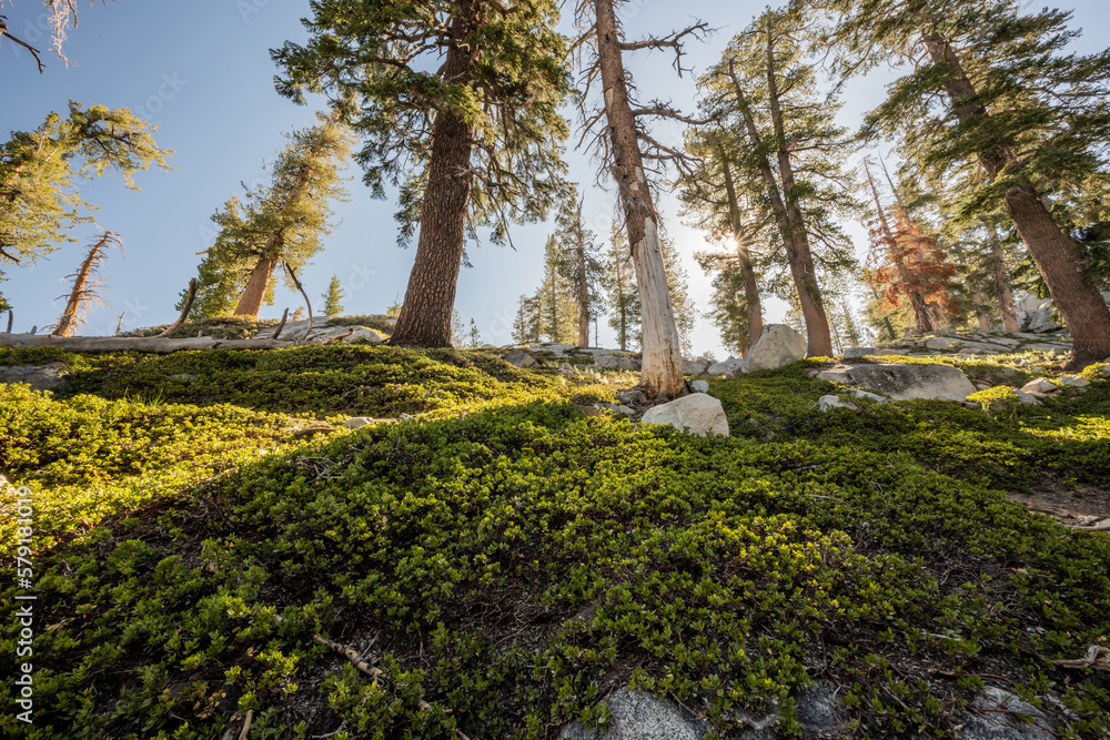 Looking Up Over Moss and Bush Covered Hillside in Sequoia