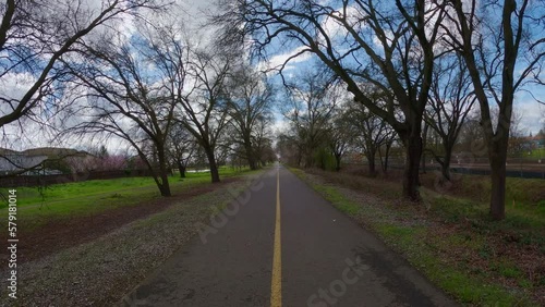 Wallpaper Mural Walking down a bike path between oak trees Torontodigital.ca