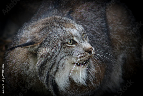 Angry Lynx © Samantha