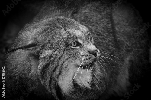 B&W of close up of Lynx