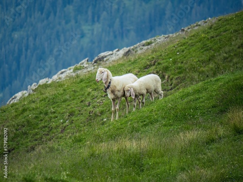Sheep mother and child in a mountainside pasture open air