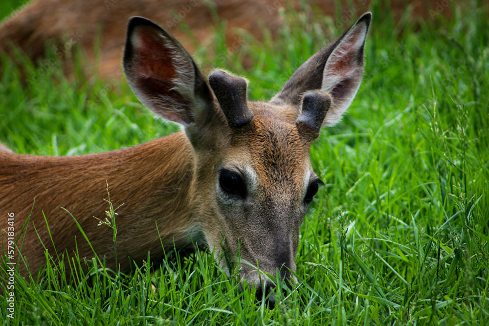 Fototapeta premium Deer in Grass