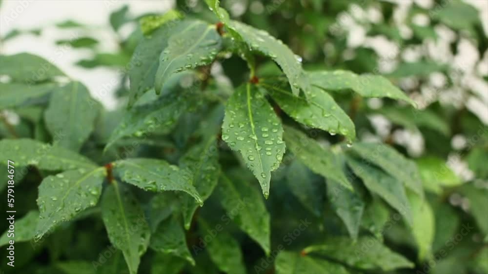 Bush Leaves with Dew Blowing in Breeze, After Rain, Sparrows Singing in Background Audio Bush Leaves with Dew Blowing in Breeze, After Rain, Sparrows Singing in Background Audio