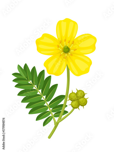 Vector illustration, Tribulus terrestris,also called goat's head, bindii, bull's head, burra gokharu, bhakhdi, caltrop, cat's head, devil's thorn, isolated on white background.