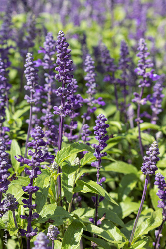 Lavender flowers in the field