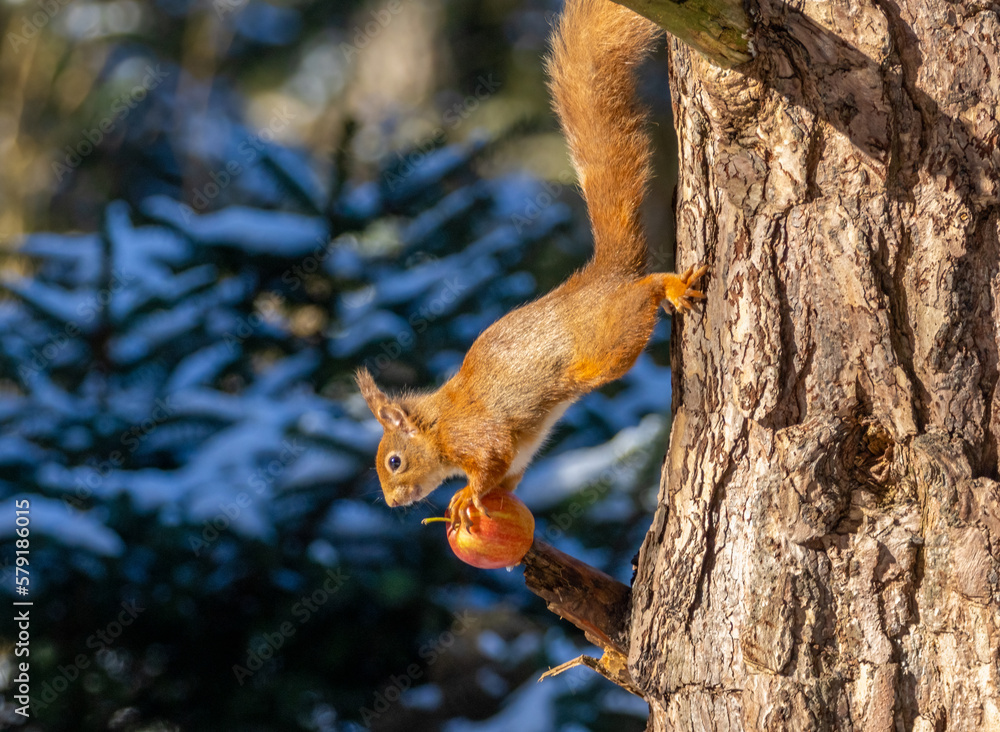 squirrel on tree balancing between the tree trunk and a red apple squirrel on tree balancing between the tree trunk and a red apple