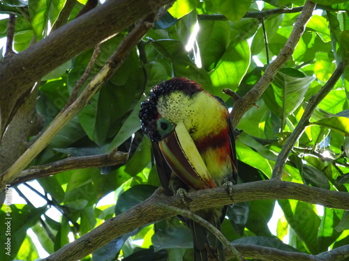 A pretty Toucan perched atop a tree