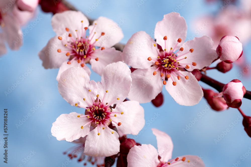 Obraz premium Beautiful cherry blossom sakura in spring time against the blue sky. Close-up. Macro shooting.