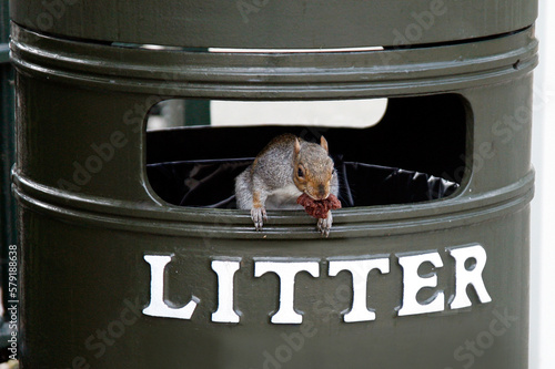 Squirrel on trash bin #579188638