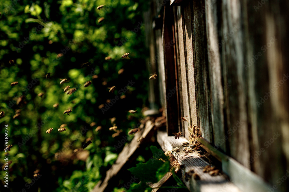 Honey bees fly near a wooden hive. Worker bees. Apiculture Honey bees fly near a wooden hive. Worker bees. Apiculture