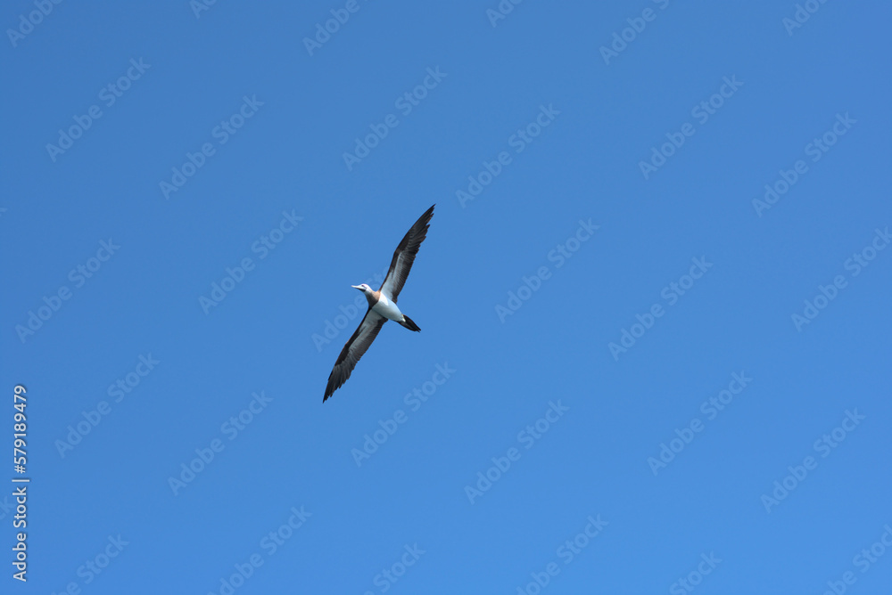 Fototapeta premium Brown booby circling on a clear sky