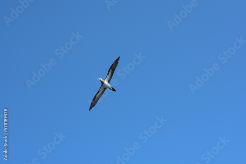 Brown booby circling on a clear sky