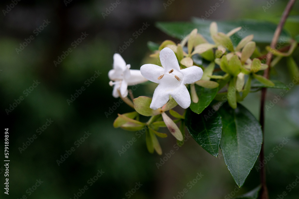 Fototapeta premium 美しい花のアップ