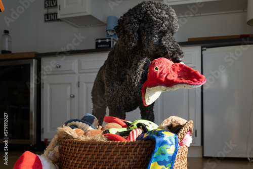 Playful Dog with a squeaky dog toy in it's mouth at home photo