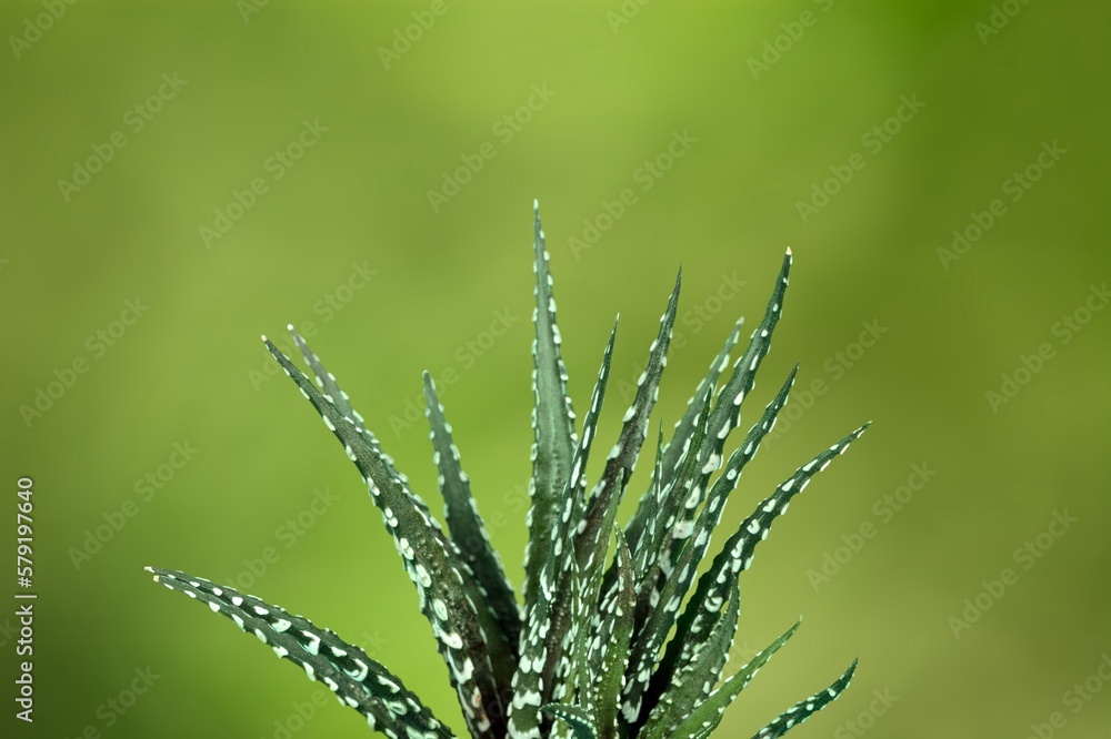 Beautiful green house plant on background Beautiful green house plant on background
